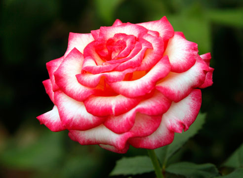 Роза чайно-гибридная, сорт Ballares