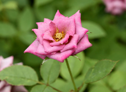 Роза, сорт Lavander-Jewell