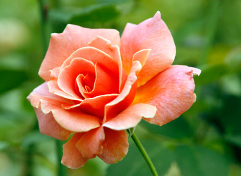 Роза чайно-гибридная, сорт Tip-Toes