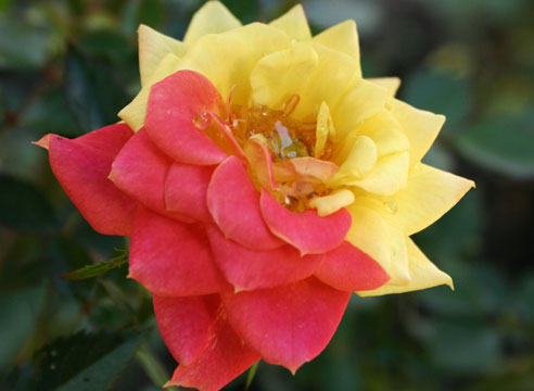 Роза гибридная