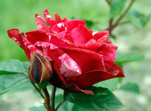 Роза, штрихованный сорт