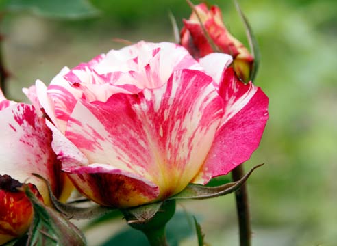 Роза штрихованная, сорт Madrise-Utrillo