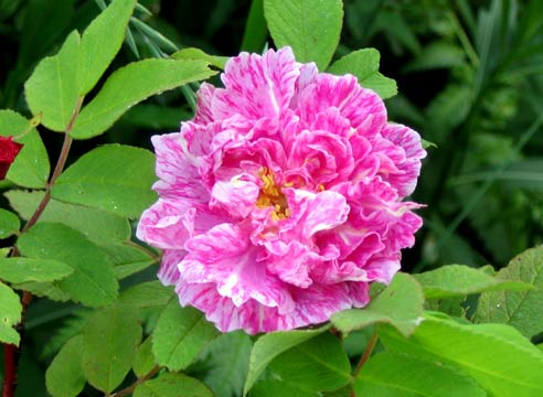 Роза штрихованная, сорт Versicolor