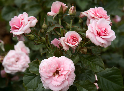 Роза группы шрабов, сорт Dornroschen-Sababury