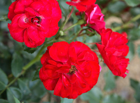 Роза флорибунда, сорт Rotilia
