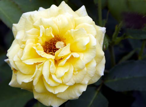 Роза группы флорибунда, сорт Caramella