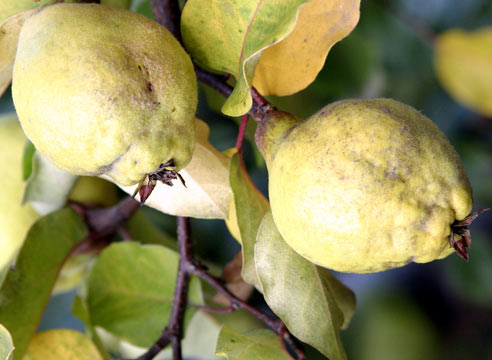 Груша, плоды, Pyrus communis