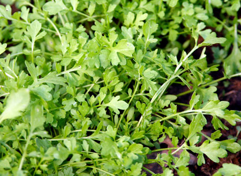 Кресс-салат, Lepidium sativum