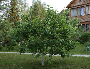 Плодовое дерево