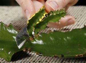 Зеленое черенкование комнатных растений