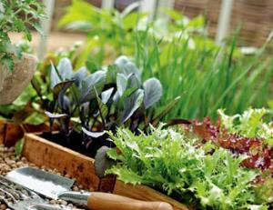 Антикризисный огород Елизаветы II