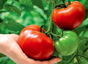 Крупноплодные томаты: сорта и гибриды