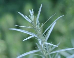 Растения предупреждают друг друга об опасности