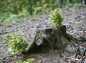 Какой прекрасный пень!