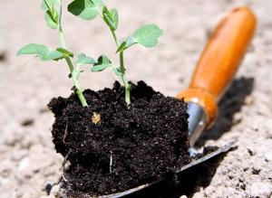 Химические биорегуляторы