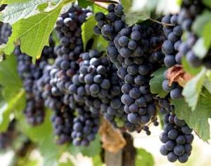 Космические технологии на службе у английских виноделов