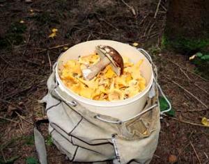 В России начались запреты на продажу диких грибов