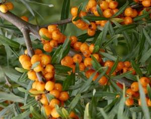 На Алтае облепиха созрела на месяц раньше, чем обычно