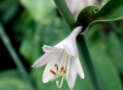 Хоста, цветение, Hosta