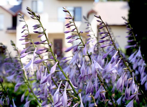 Хоста, цветение, Hosta