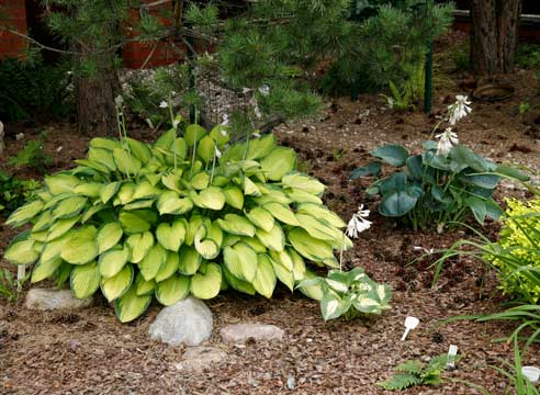 Хоста, Hosta