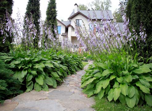 Хоста, Hosta