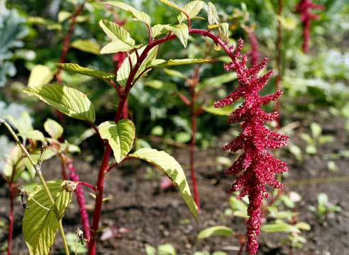 Амарант, Amaranthus 