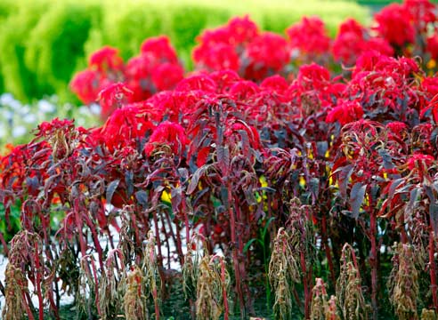 Амарант, Amaranthus 