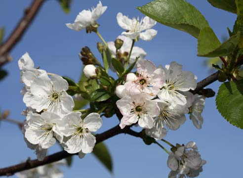 Вишня, цветение, Prunus cerasus 