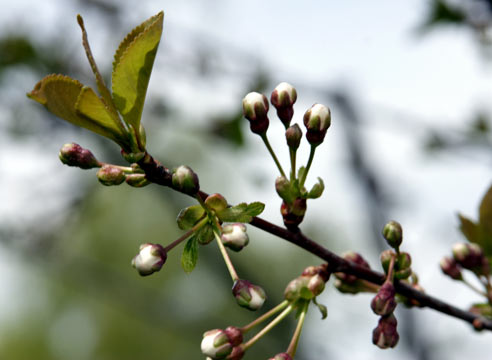 Вишня, цветение, Prunus cerasus 