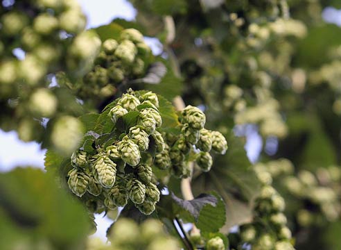 Хмель, Humulus lupulus