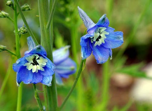 Дельфиниум культурный, Delphinium x cultorum