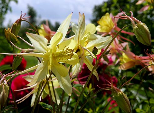 Аквилегия, Aquilegia L.