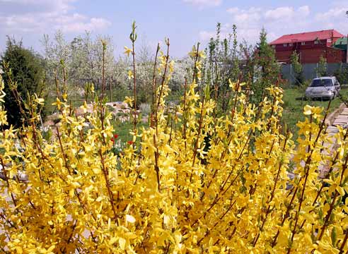 Форзиция, цветение, Forsythia