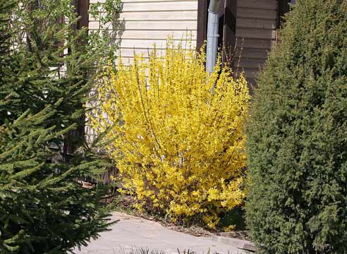 Форзиция на участке, Forsythia