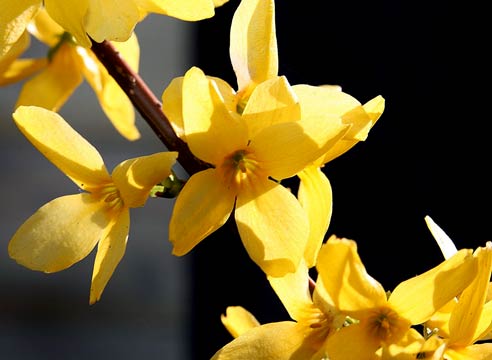 Форзиция, цветы, Forsythia