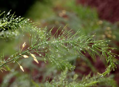 Аспарагус, Asparagus