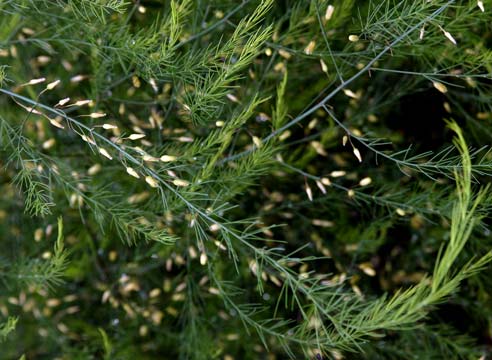 Аспарагус, Asparagus