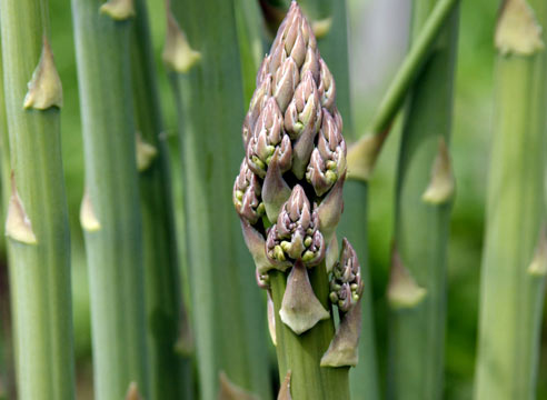 Спаржа, Asparagus officinalis