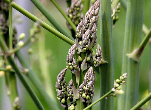 Спаржа, Asparagus officinalis