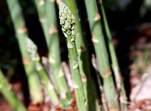 Спаржа, Asparagus officinalis