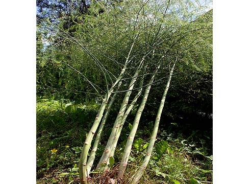 Спаржа, Asparagus officinalis