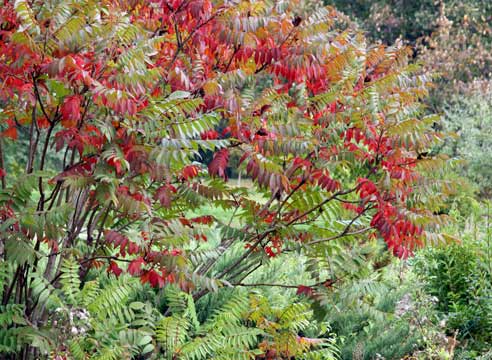 Сумах, Rhus