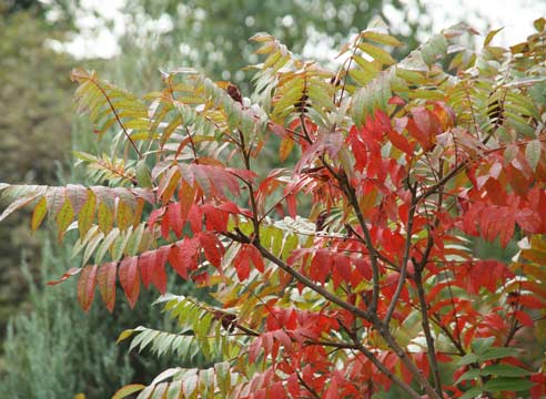 Сумах пушистый, Rhus typhina