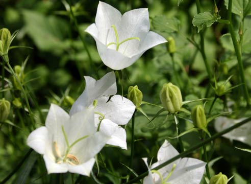 Колокольчик карпатский, Campanula carpatica