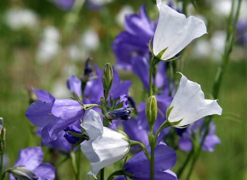 Колокольчик ложечницелистный, C. cochleariifolia