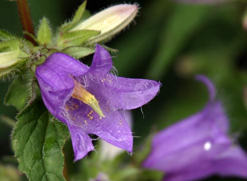 Колокольчик широколистый, С. latifolia