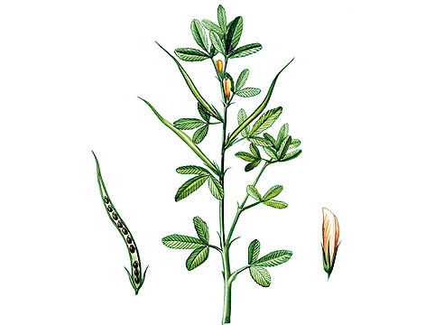 Пажитник сенной, Trigonella foenum graecum