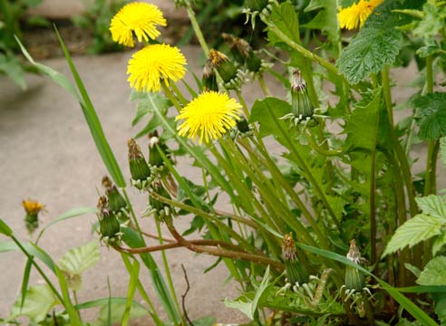 Одуванчик, Taraxacum officinale 