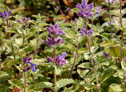 Котовник лимонный, Nepeta cataria